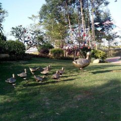鴨子銅雕，公園動物銅雕，園林景觀銅雕